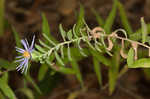 Aromatic aster